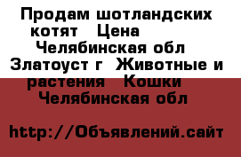 Продам шотландских котят › Цена ­ 3 000 - Челябинская обл., Златоуст г. Животные и растения » Кошки   . Челябинская обл.